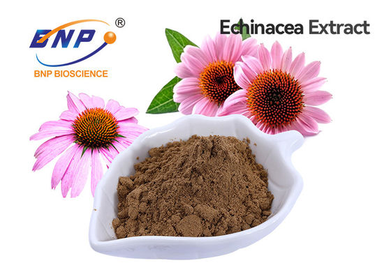 Polyphenol 4% αποσπασμάτων Purpurea Echinacea βαθμός τροφίμων