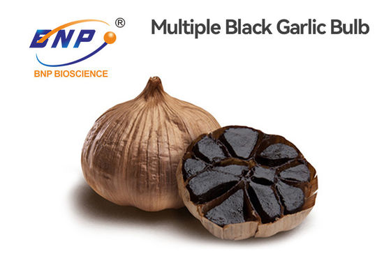 Πολλαπλάσιος βολβός σπόρου σκόρδου Alium sativum μαύρος που ζυμώνομαεται φυσικά