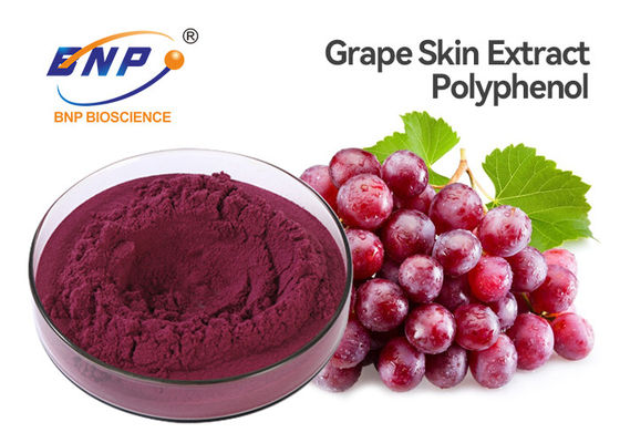 20% Polyphenol απόσπασμα δερμάτων κόκκινων σταφυλιών Vitis - vinifera Sambucus Nigra Λ.