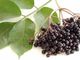 Elderberry βαθμός τροφίμων ανθοκυανιδινών 25% εκχυλισμάτων