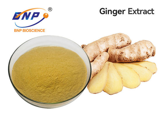 Βαθμός τροφίμων Gingerol 5%-10% αποσπασμάτων ρίζας πιπεροριζών