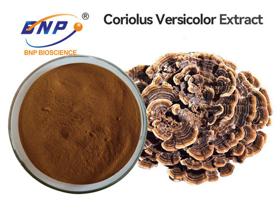 Προφορικό coriolus - versicolor σκόνη ΓΤΟ εκχυλισμάτων μανιταριών ελεύθερη