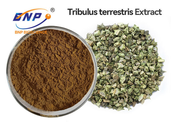 Saponins 95% Tribulus σκόνη αποσπασμάτων Tribulus Terrestris