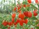 Κόκκινο μούρο κκπ ξηρό Lycium Barbarum Wolfberry Goji 350 σιταριών