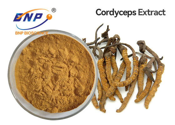 Καφετί κίτρινο μυκήλιο Cordyceps Sinensis σκονών εκχυλισμάτων μανιταριών